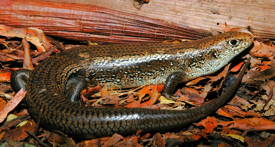 Don't mess with me, Mr snake, I'm immune as possible.